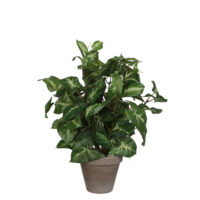 Kunstplant Syngonium (Fittonia) Groen - H 35cm - Keramiek sierpot - Mica Decorations