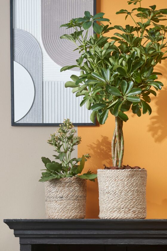 Mica Decorations Atlantic Mand voor Planten - H20 x 20 cm - Jute - Crme